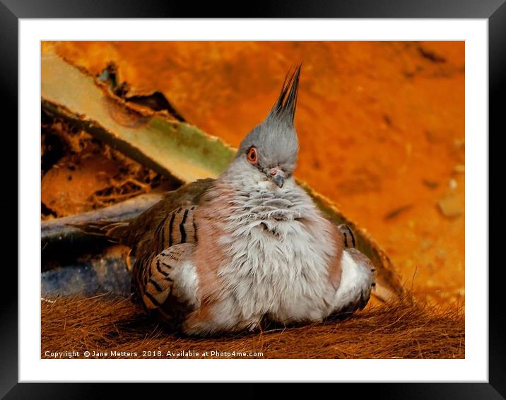 The Crested Pigeon Framed Mounted Print by Jane Metters