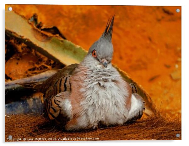 The Crested Pigeon Acrylic by Jane Metters