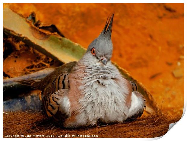 The Crested Pigeon Print by Jane Metters
