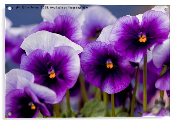 Pretty Purple Pansies Acrylic by Jim Jones