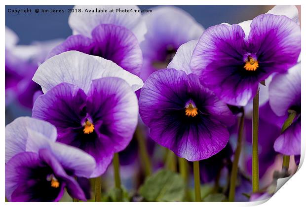Pretty Purple Pansies Print by Jim Jones