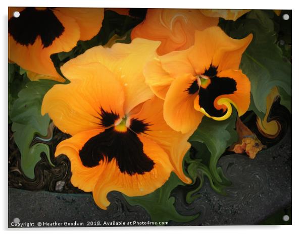 Pansies Acrylic by Heather Goodwin