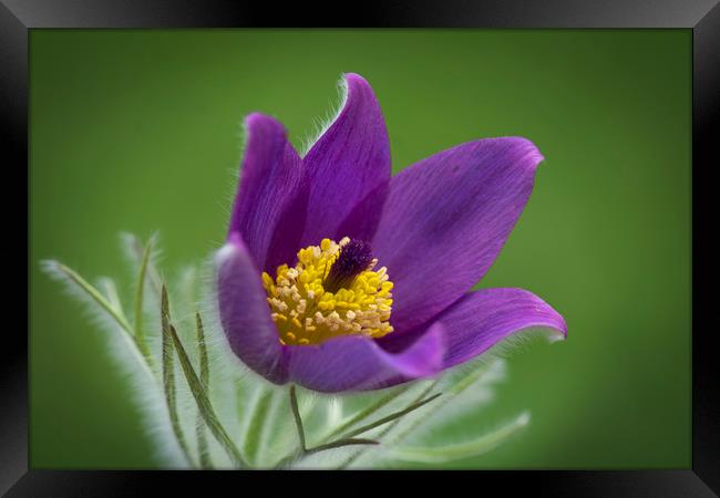 Pulsatilla Framed Print by Eddie John