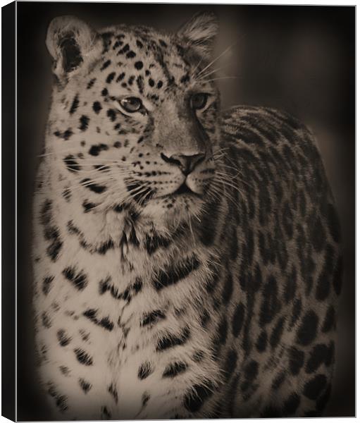 The Leopard Canvas Print by Lauren Meyerink