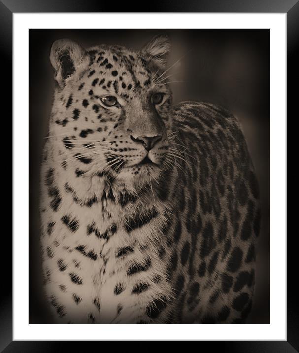 The Leopard Framed Mounted Print by Lauren Meyerink