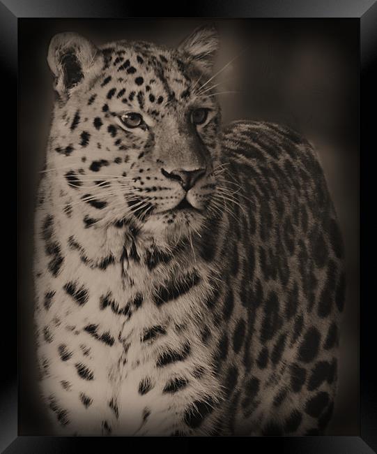 The Leopard Framed Print by Lauren Meyerink