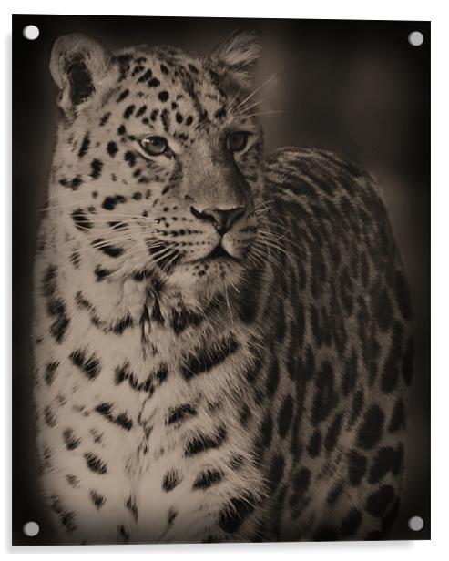 The Leopard Acrylic by Lauren Meyerink