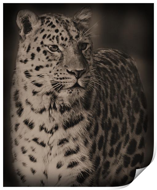 The Leopard Print by Lauren Meyerink