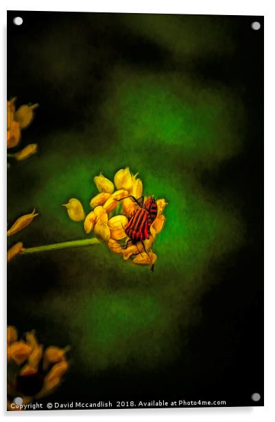 Striped Stink Bug Acrylic by David Mccandlish