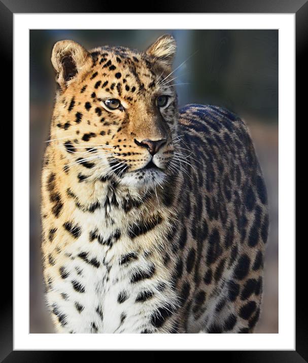 Marwell Leopard Framed Mounted Print by Lauren Meyerink