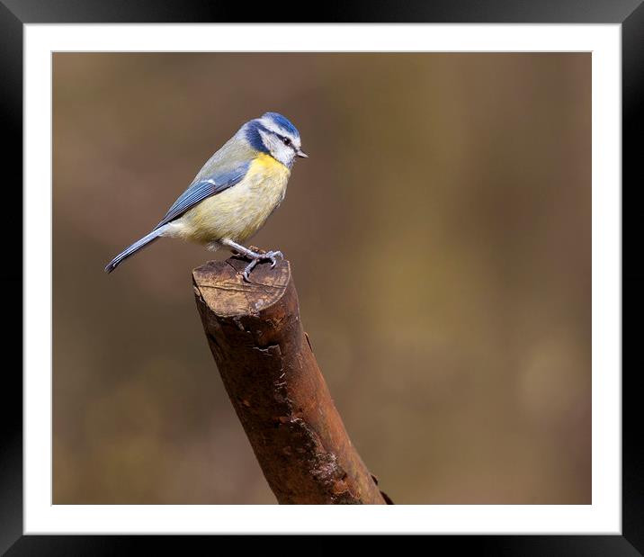 Blue tit Framed Mounted Print by Jonathan Thirkell