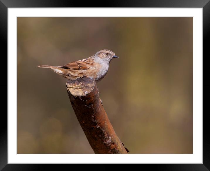 Dunnock Framed Mounted Print by Jonathan Thirkell