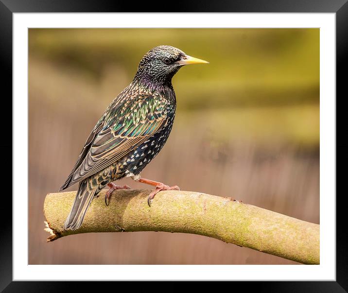 Starling Framed Mounted Print by Jonathan Thirkell