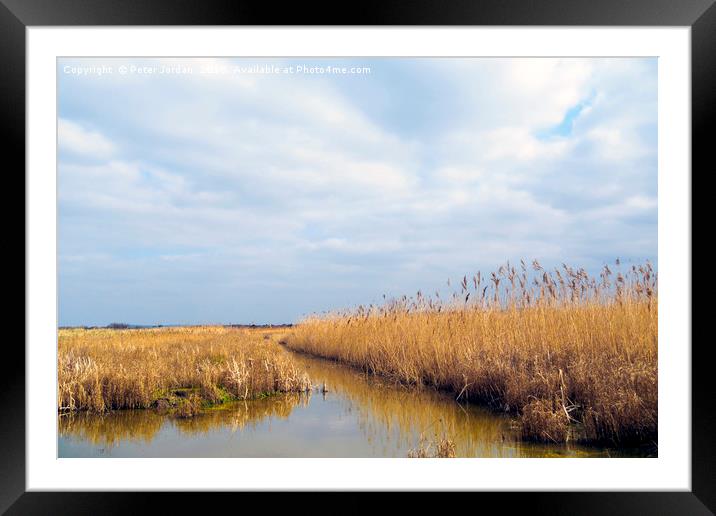 A cleared area of reeds in a wetland Nature Reserv Framed Mounted Print by Peter Jordan