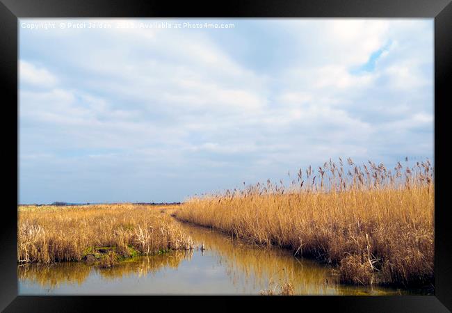 A cleared area of reeds in a wetland Nature Reserv Framed Print by Peter Jordan