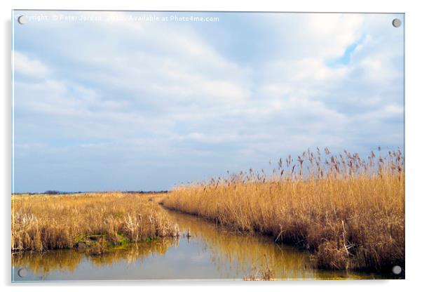 A cleared area of reeds in a wetland Nature Reserv Acrylic by Peter Jordan