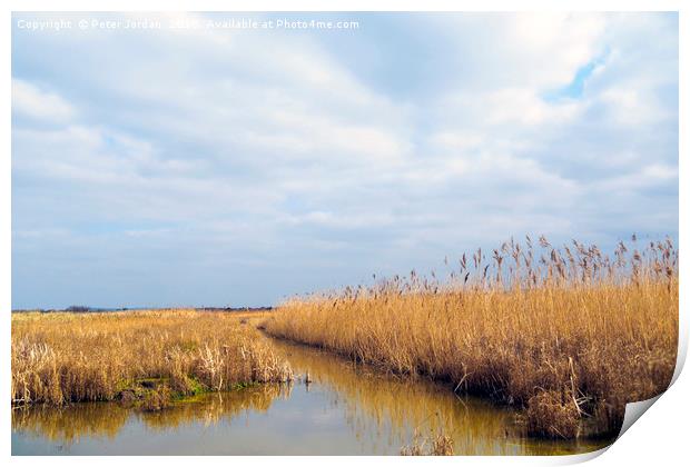 A cleared area of reeds in a wetland Nature Reserv Print by Peter Jordan