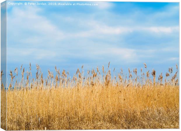 A Reed Bed in a wetland  Nature Reserve  in Yorksh Canvas Print by Peter Jordan