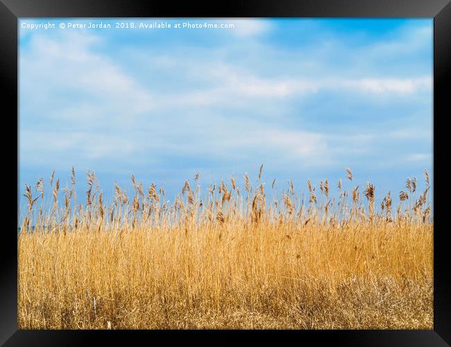 A Reed Bed in a wetland  Nature Reserve  in Yorksh Framed Print by Peter Jordan