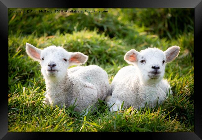 Spring Lambs Framed Print by Andy McGarry