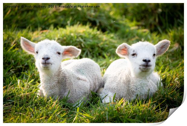 Spring Lambs Print by Andy McGarry