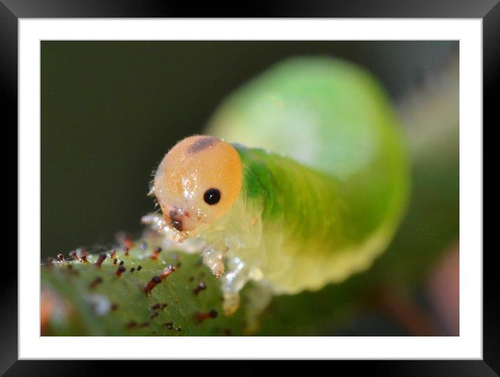 Grass sawfly caterpillar Framed Mounted Print by David Neighbour