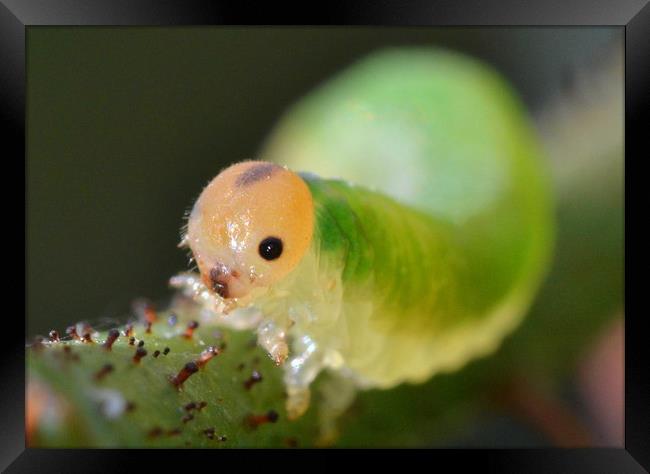 Grass sawfly caterpillar Framed Print by David Neighbour