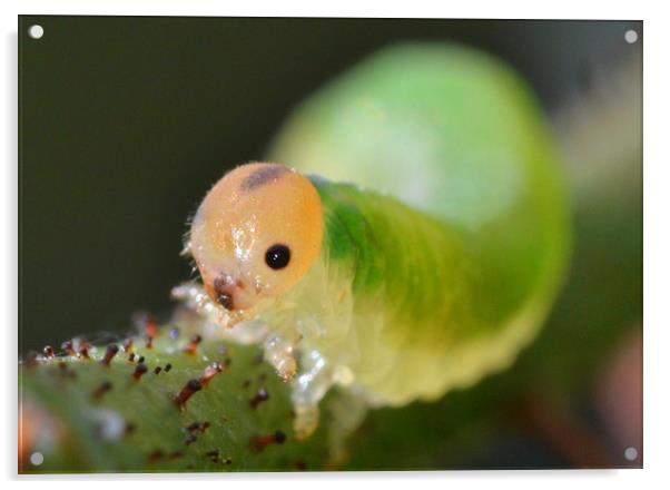 Grass sawfly caterpillar Acrylic by David Neighbour