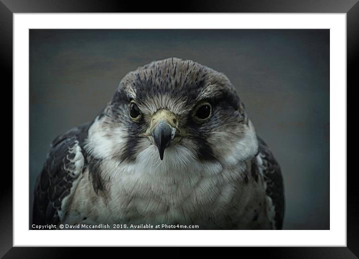 Peregrine Falcon                 Framed Mounted Print by David Mccandlish