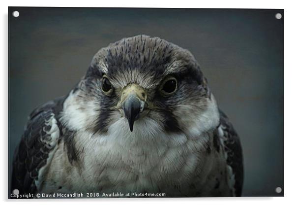 Peregrine Falcon                 Acrylic by David Mccandlish
