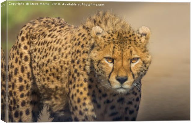 Cheetah Canvas Print by Steve Morris