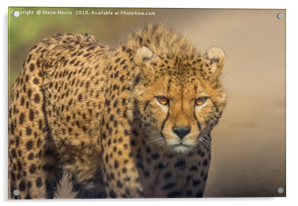 Cheetah Acrylic by Steve Morris