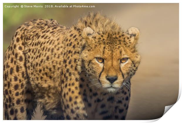 Cheetah Print by Steve Morris