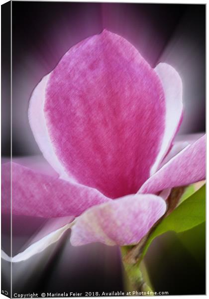 pink magnolia flower Canvas Print by Marinela Feier
