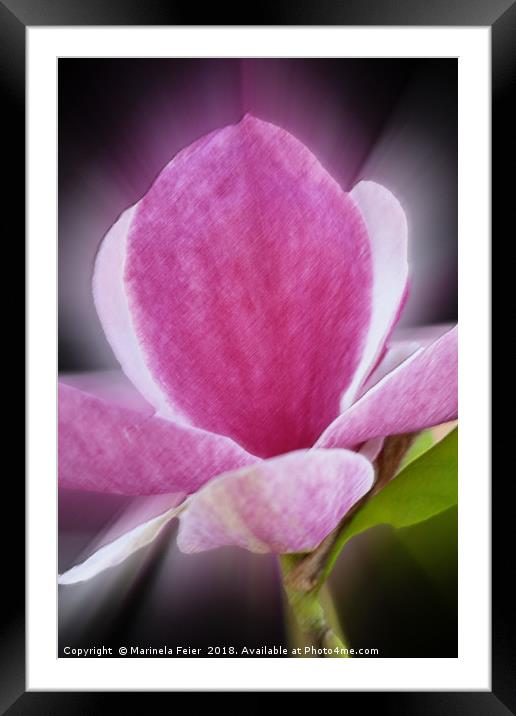 pink magnolia flower Framed Mounted Print by Marinela Feier