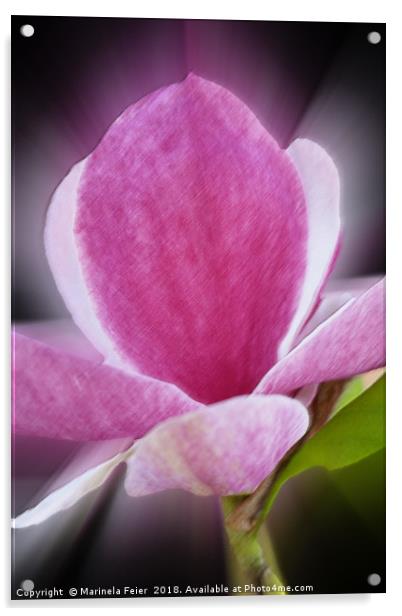 pink magnolia flower Acrylic by Marinela Feier