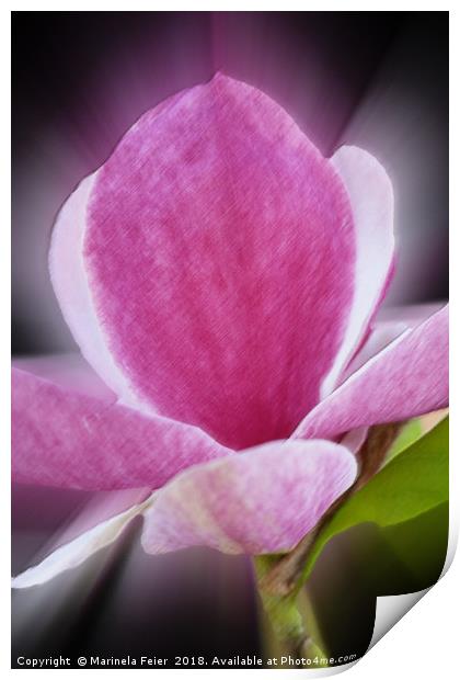 pink magnolia flower Print by Marinela Feier