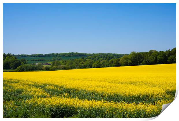 Rapeseed field,West Sussex, England  Print by Philip Enticknap