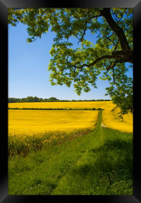 Rapeseed field,West Sussex, England  Framed Print by Philip Enticknap
