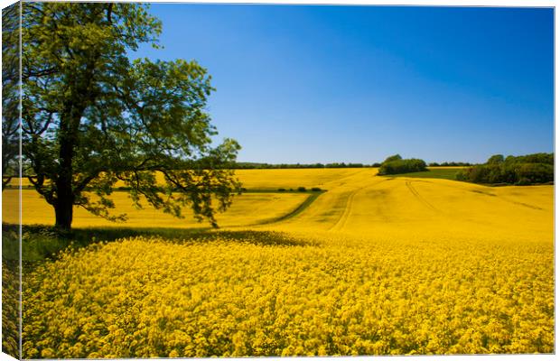 Rapeseed field,West Sussex, England  Canvas Print by Philip Enticknap