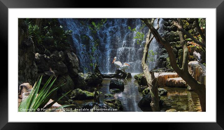 Pelicans & Waterfall Framed Mounted Print by Paul Williams
