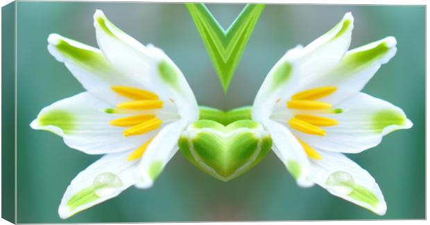 mirrored flower Canvas Print by sue davies