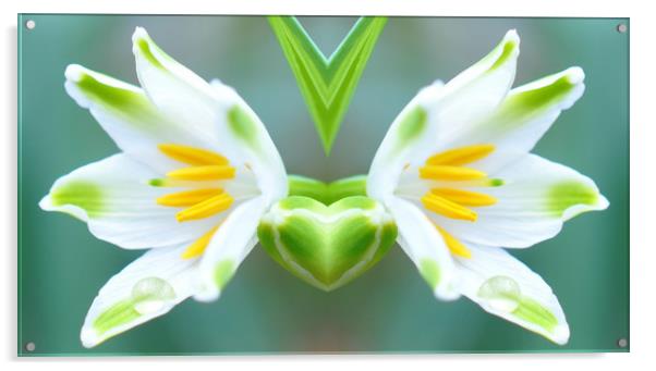 mirrored flower Acrylic by sue davies