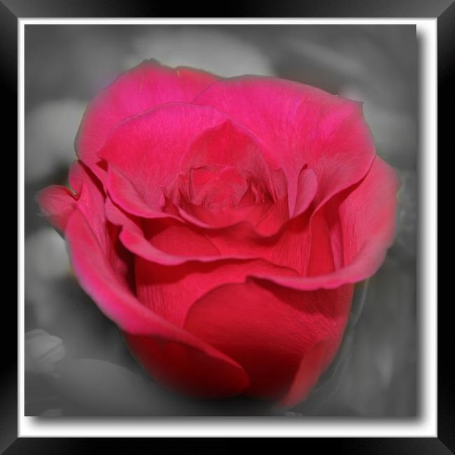 beautiful red rose Framed Print by sue davies