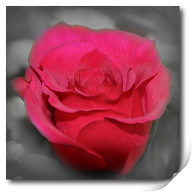 beautiful red rose Print by sue davies