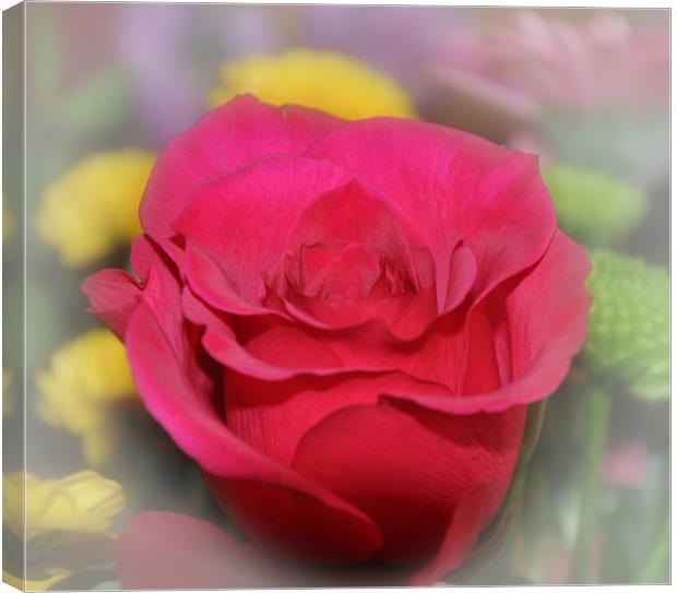 lovely red rose Canvas Print by sue davies