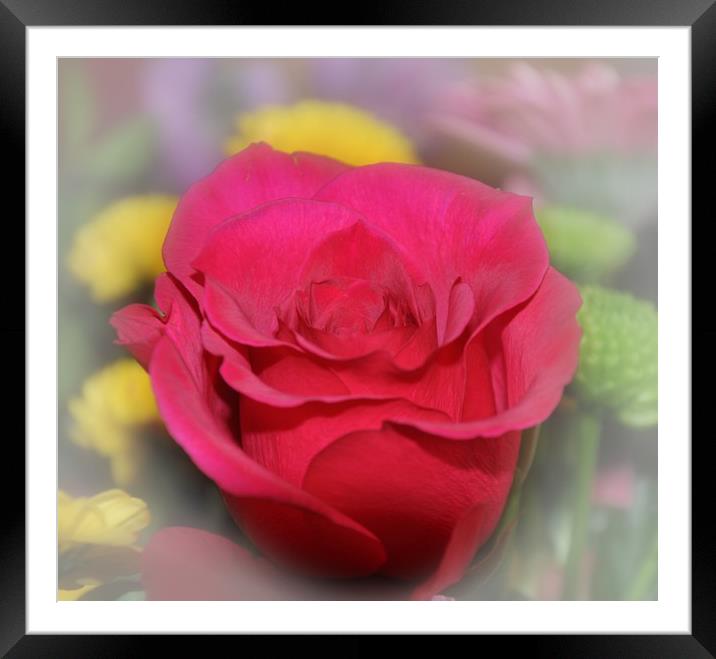 lovely red rose Framed Mounted Print by sue davies