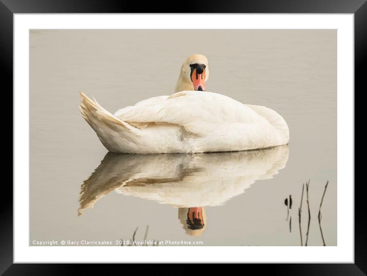 Resting Swan Framed Mounted Print by Gary Clarricoates