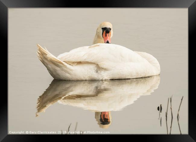 Resting Swan Framed Print by Gary Clarricoates