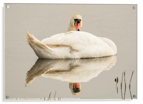 Resting Swan Acrylic by Gary Clarricoates